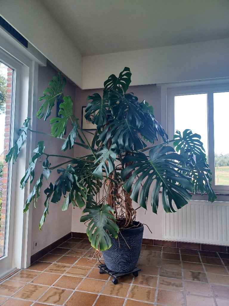 Prachtige monstera, Maison & Meubles, Enlèvement, Utilisé