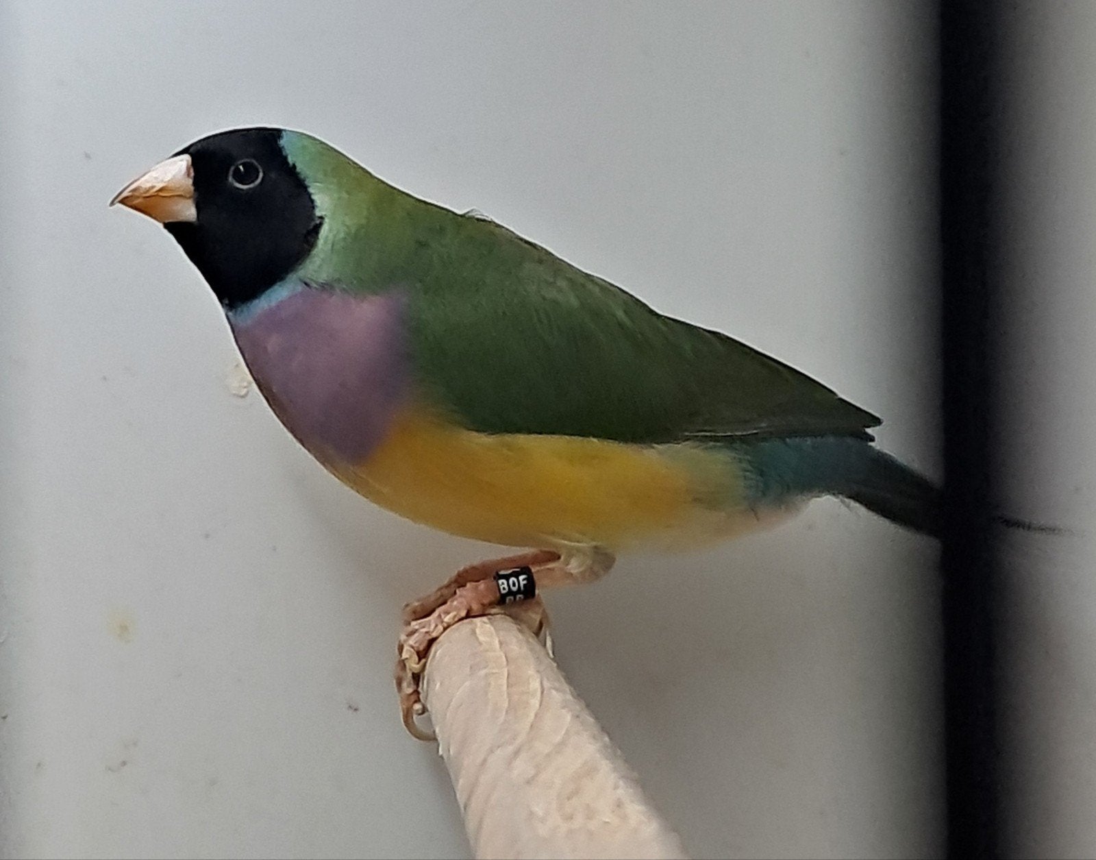 koppel wildkleur Gouldamadine, Dieren en Toebehoren, Vogels | Overige Vogels, Meerdere dieren, Tropenvogel, Geringd