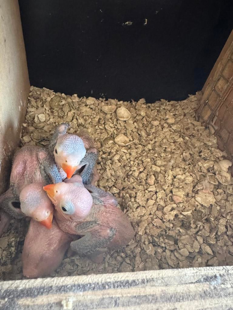 Jonge roseborstbaardparkieten om tam te maken, Dieren en Toebehoren, Vogels | Parkieten en Papegaaien, Tam