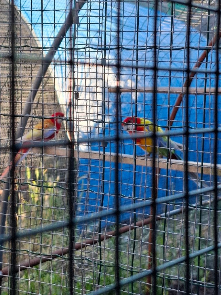 Rosella, Meerdere dieren, Parkiet