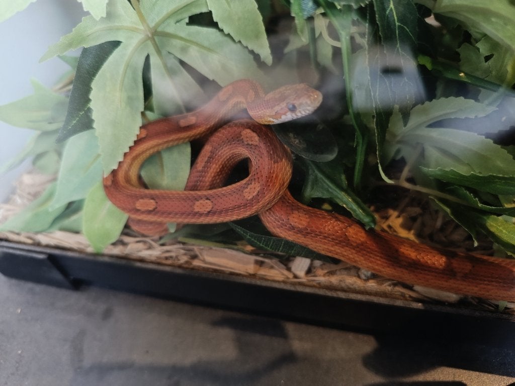 korenslangen, Dieren en Toebehoren, Reptielen en Amfibieën, Slang, 0 tot 2 jaar