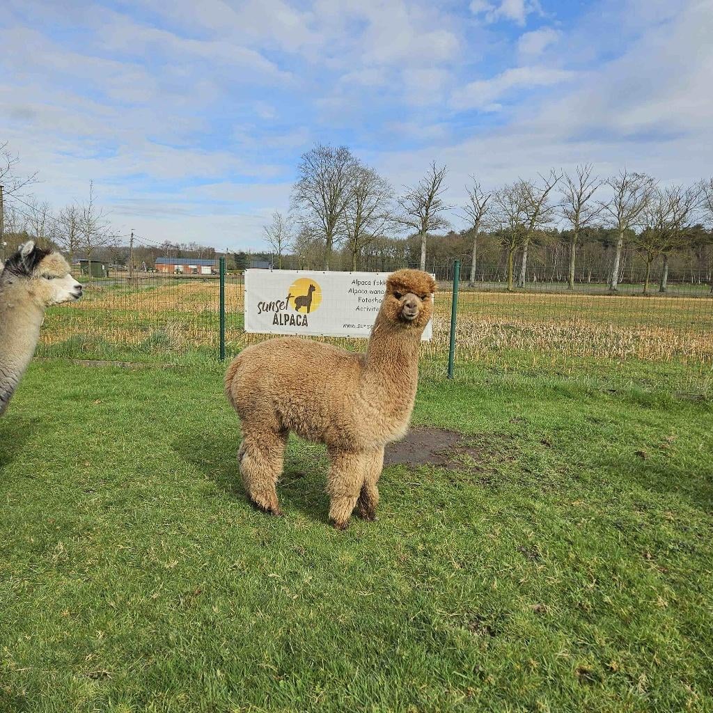 Alpaca's te koop, Dieren en Toebehoren, April, Meerdere dieren