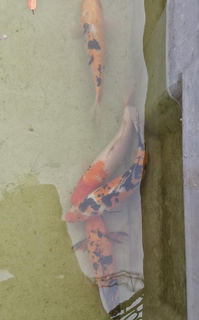 Koi