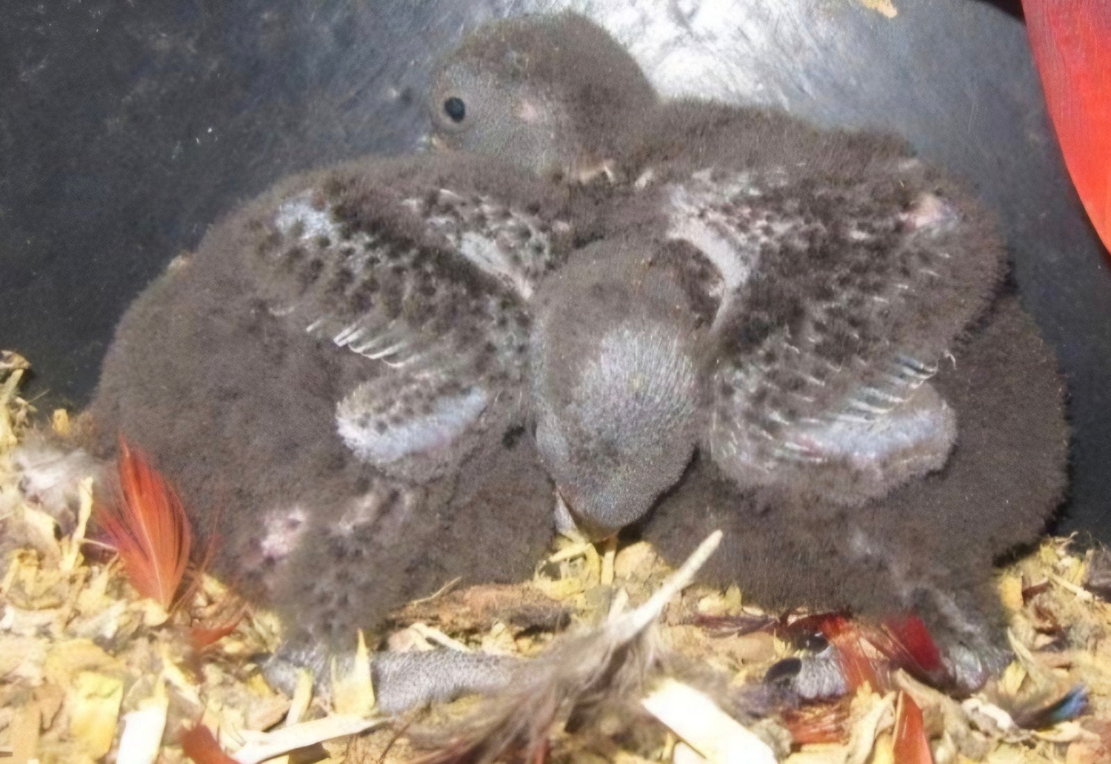 tamme edelpapegaai mannen, Mâle, Perroquet, Bagué