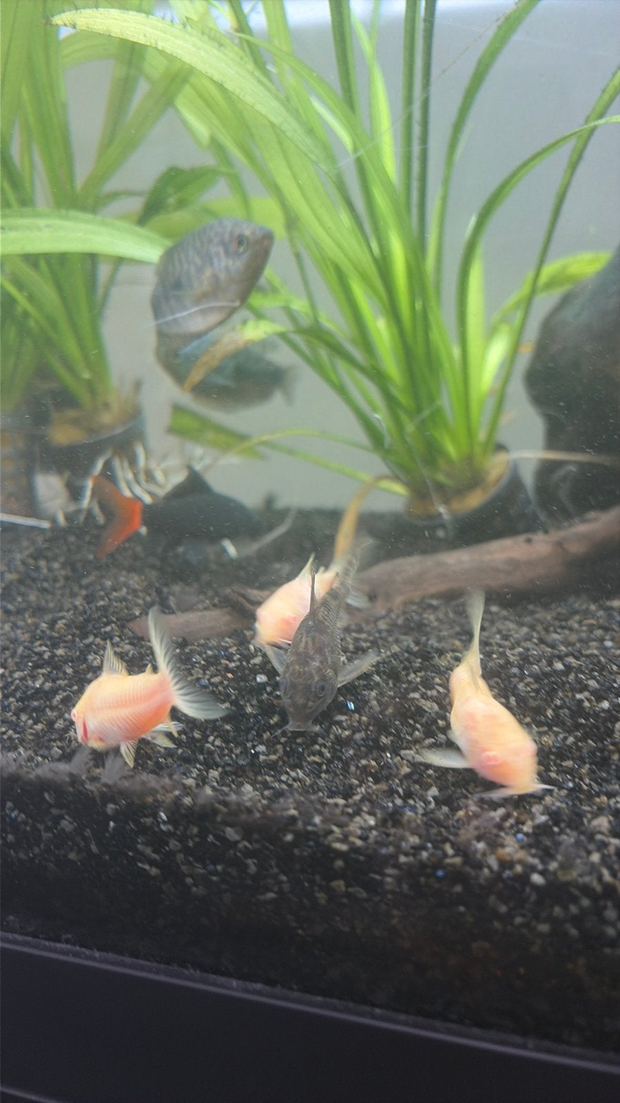Visbestand 13 bodemvissen, Dieren en Toebehoren, Vissen | Aquariumvissen, Vis, Zoetwatervis, Schoolvis