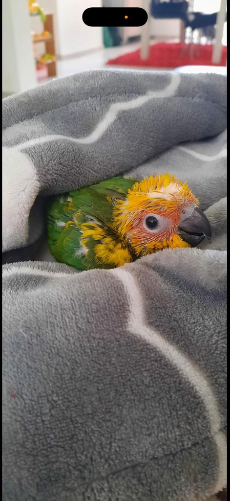 Conure soleil, Dieren en Toebehoren, Ophalen