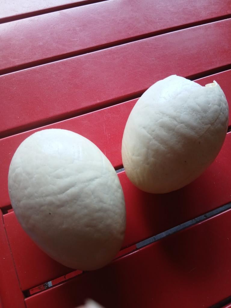 2 uitgeblazen nandoe eieren, Diversen, Ophalen, Zo goed als nieuw