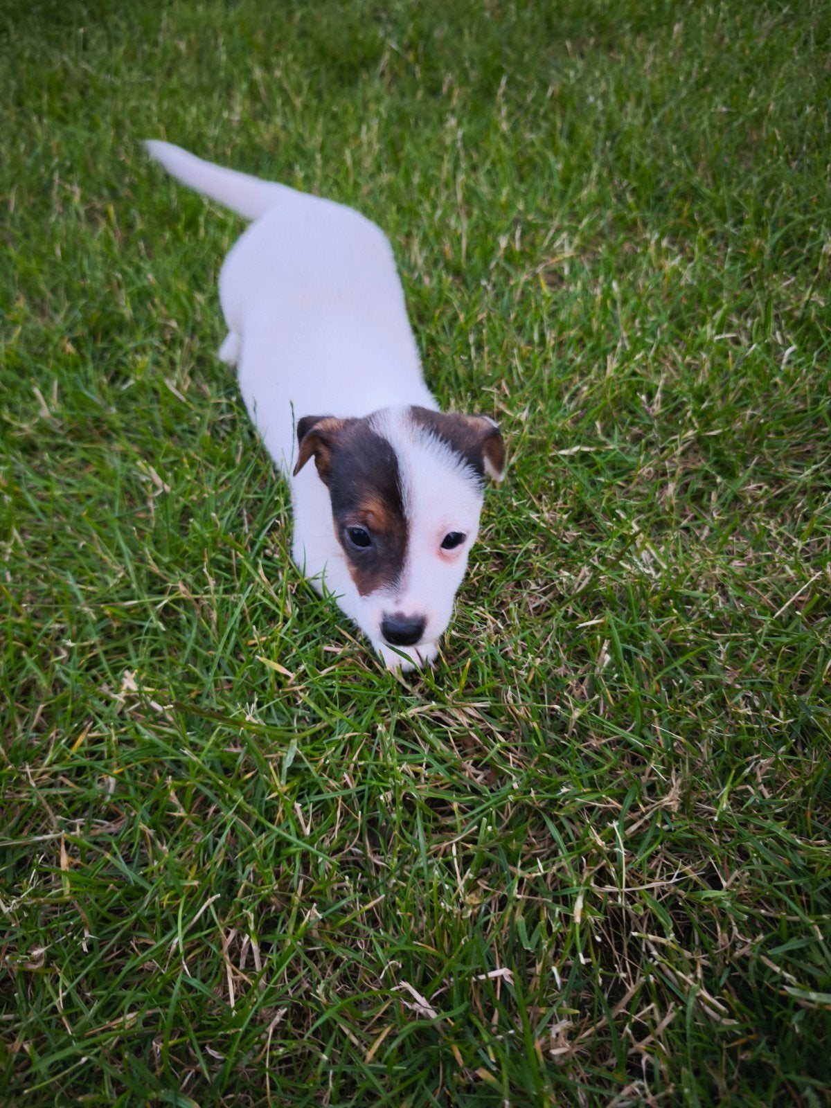 Jack Russell reutjes, Dieren en Toebehoren, Honden | Jack Russells en Terriërs, Parvo, België, Fokker | Hobbymatig, Jack Russell Terriër
