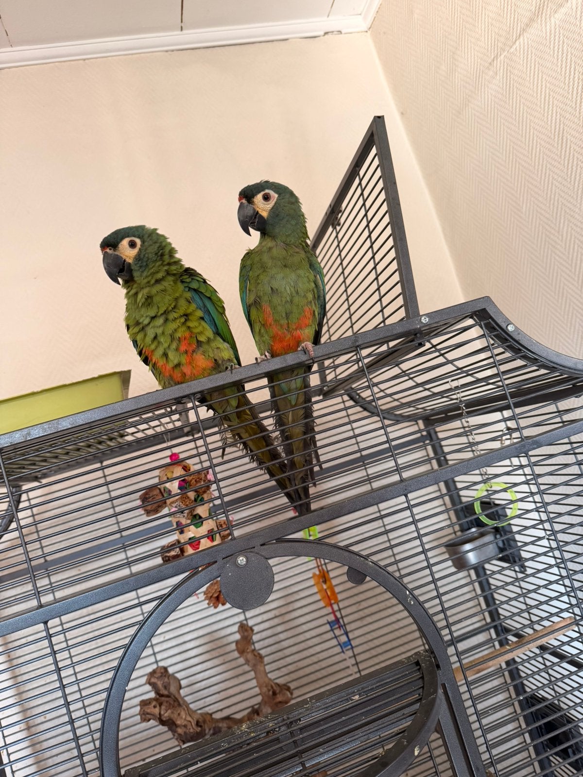 Macaw maracana papegaai te koop, Dieren en Toebehoren, Ophalen