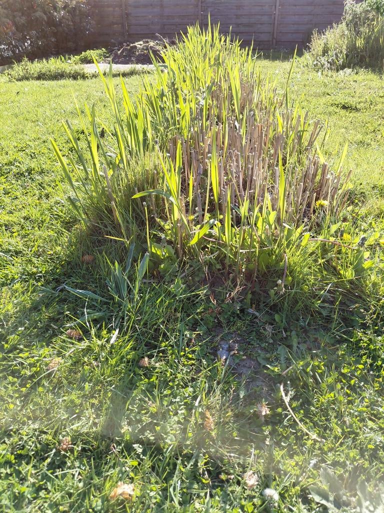 7 grosses mottes miscanthus Gigantheus-Haie brise vue immedi, Été