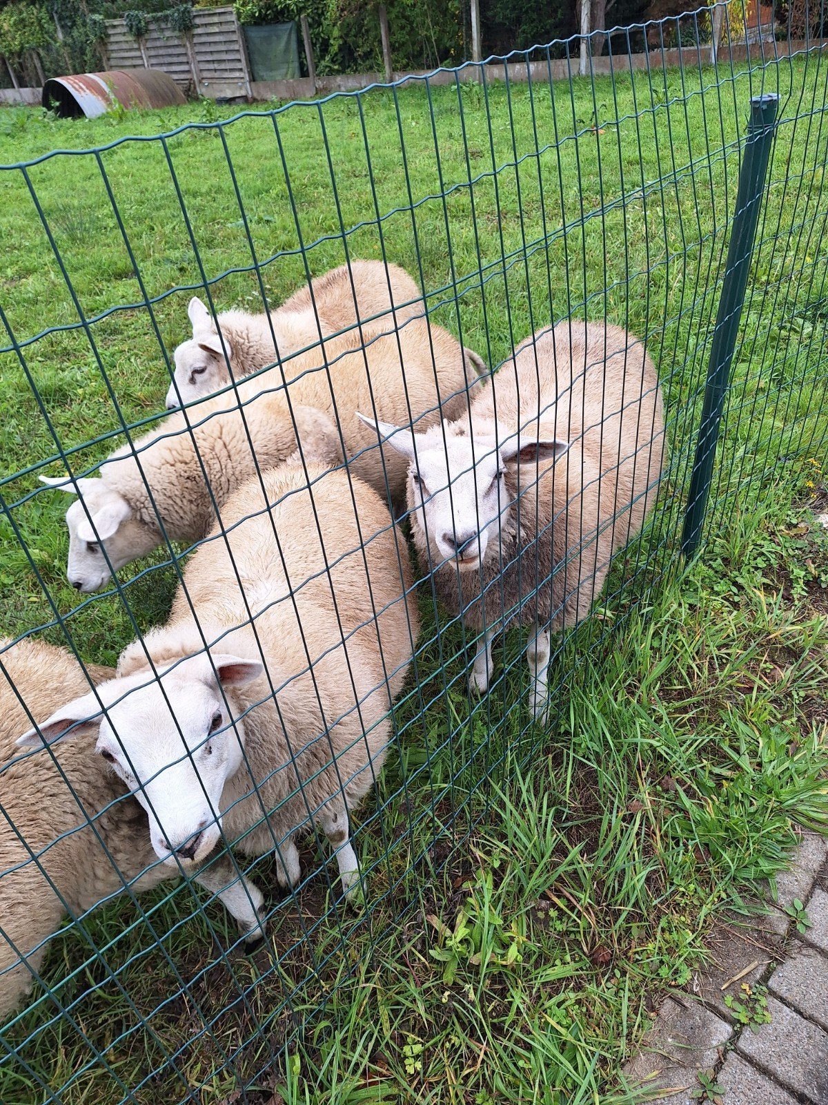 5 texel ooitjes te koop., Animaux & Accessoires, Femelle, Mouton