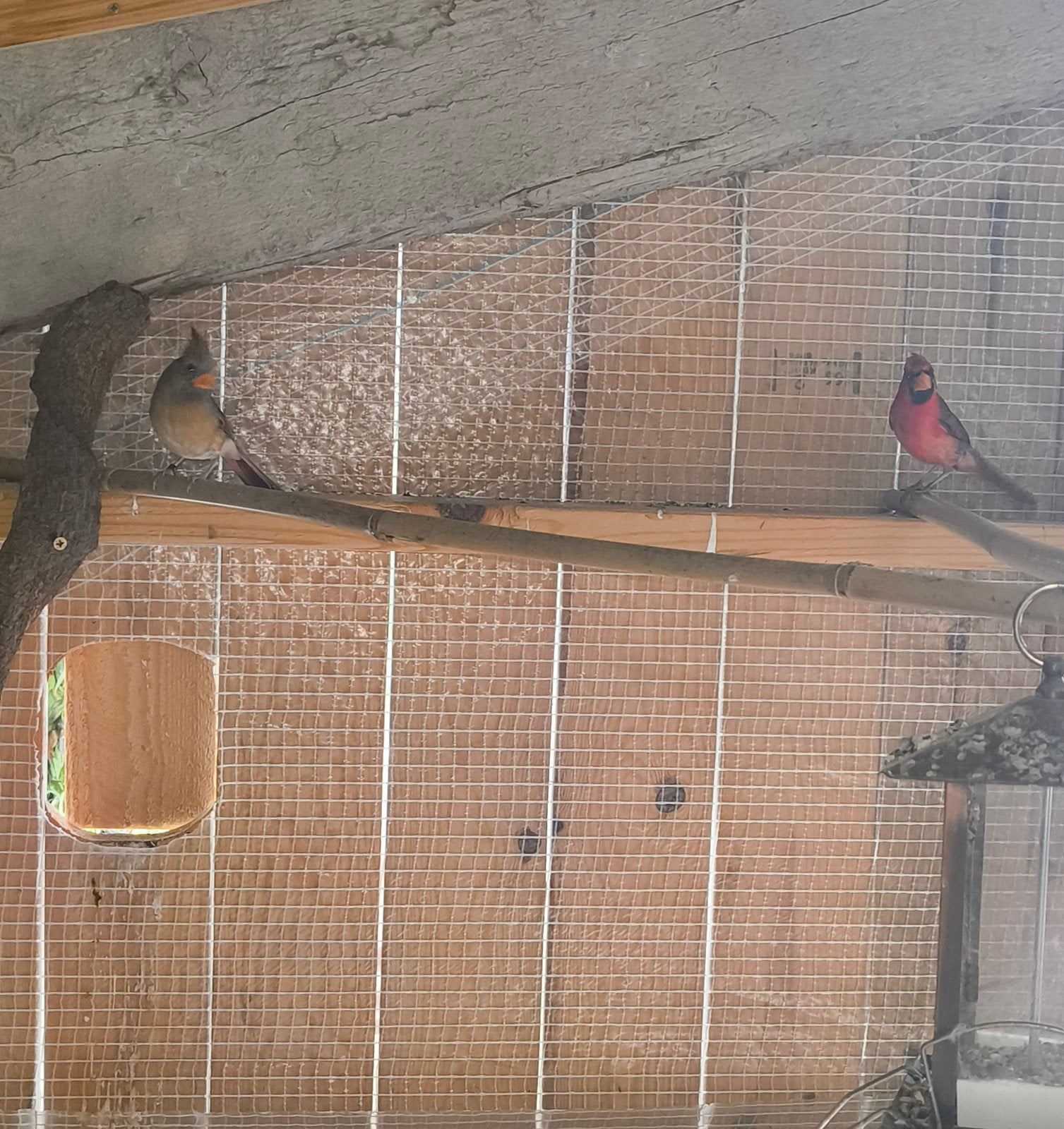 Koppel rode kardinalen, Dieren en Toebehoren, Vogels | Overige Vogels