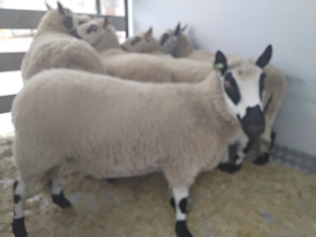 Schapen Kerry Hill, Dieren en Toebehoren, Meerdere dieren, Schaap, 3 tot 5 jaar