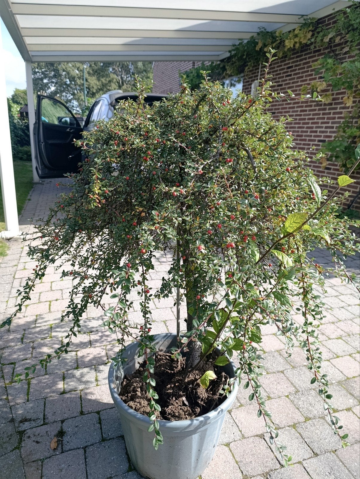 contoneaster of dwergmispel, Tuin en Terras, Ophalen
