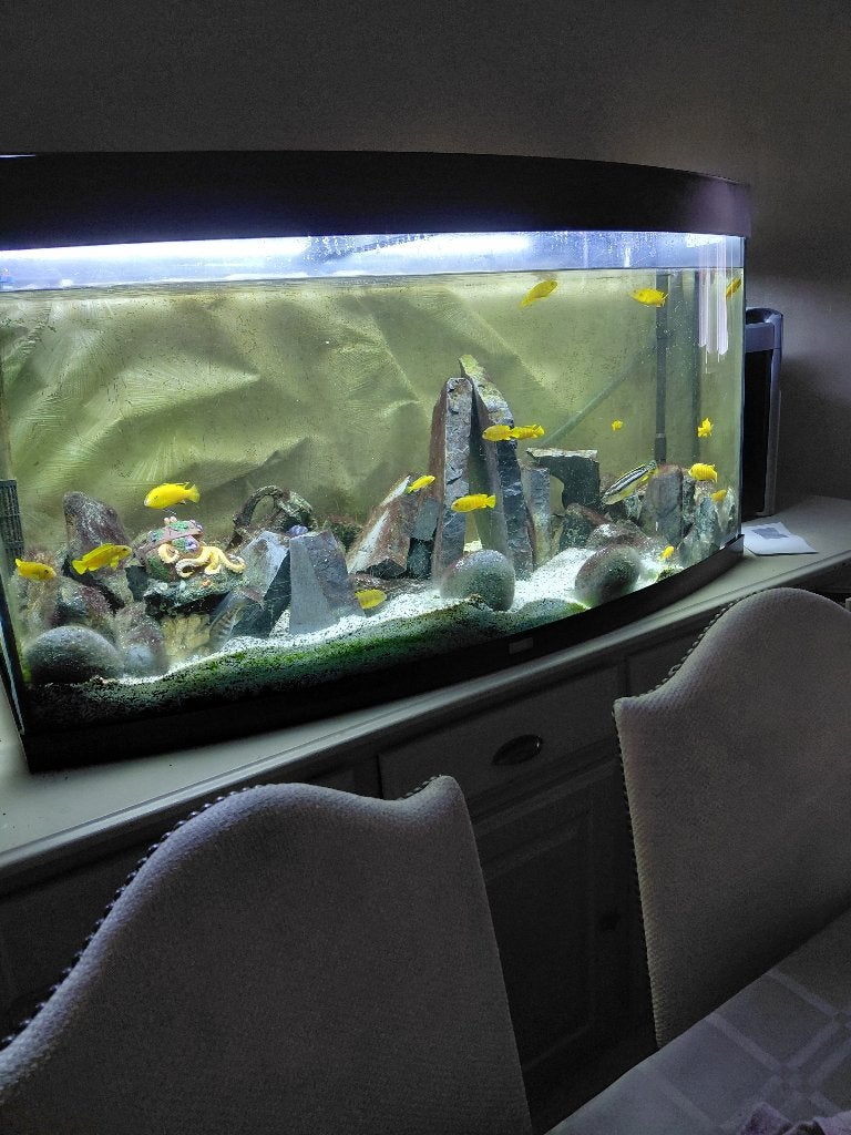 Aquarium, Ophalen, Pomp, Juwel, Gevuld zoetwateraquarium