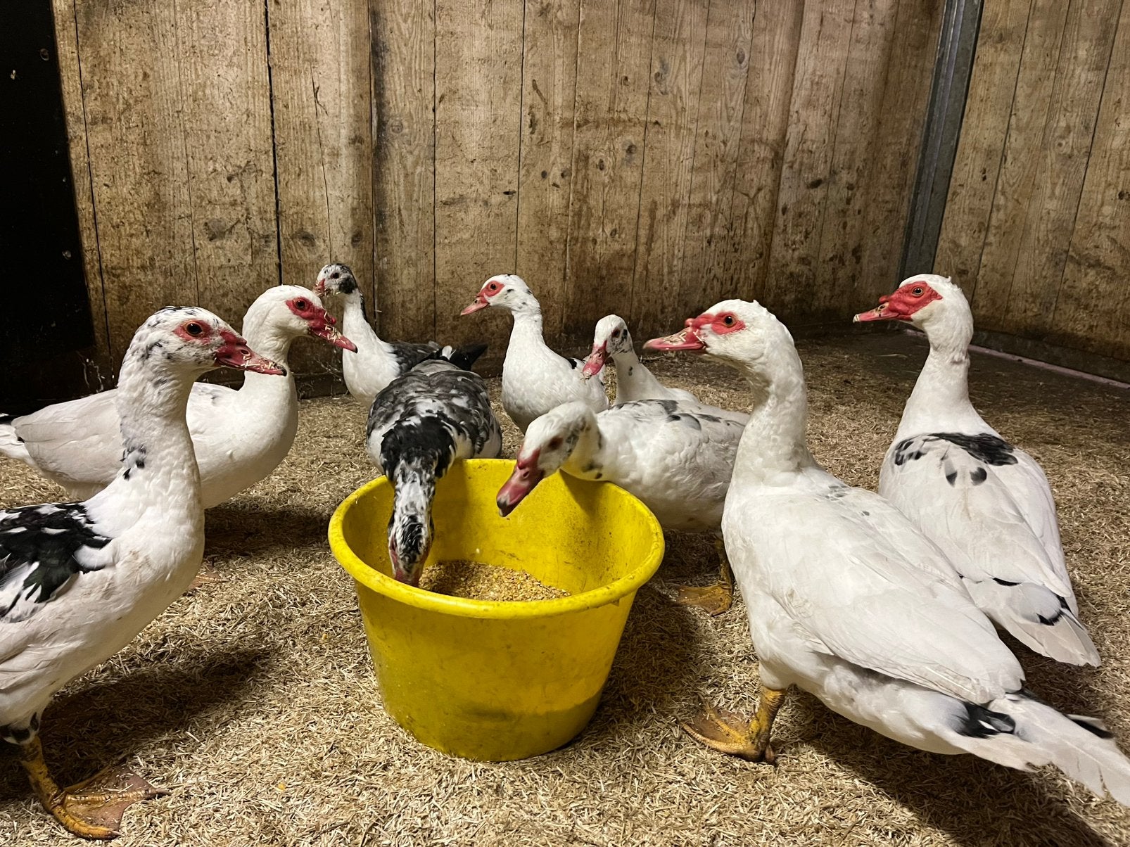 Jonge barbarie eenden, Dieren en Toebehoren, Meerdere dieren, Eend