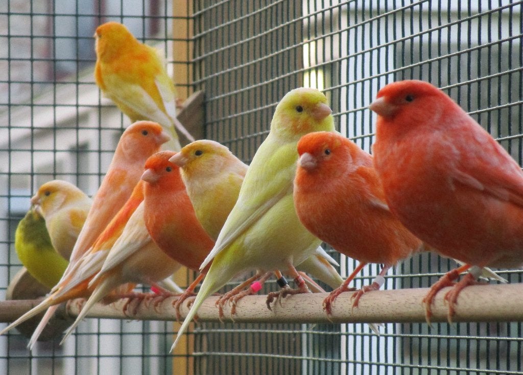 Mooie , héél goed verzorgde kanaries !!!