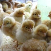 laatste dag kuikens uitkomst 28 juli 0499/082381, Dieren en Toebehoren, Geslacht onbekend, Kip