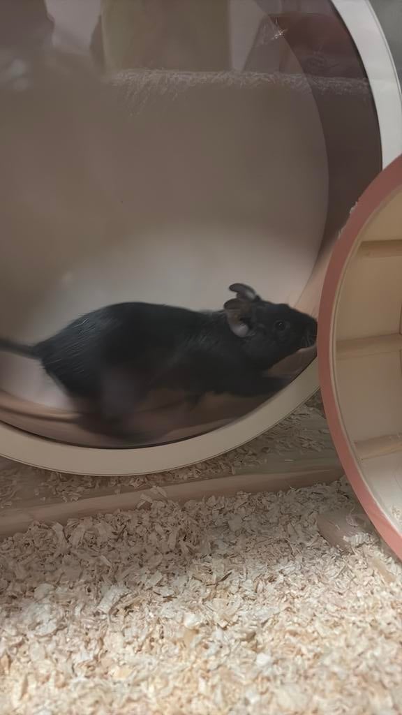 Woestijnratje/gerbil (mannetje), Animaux & Accessoires, Rongeurs & Lapins | Accessoires, Neuf, Autres types, Enlèvement