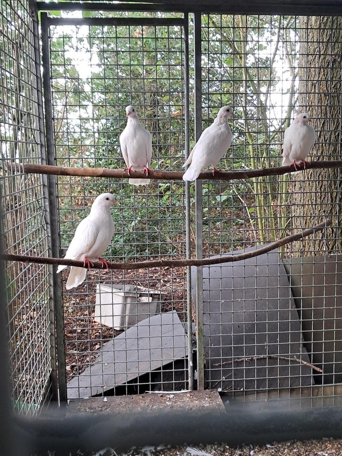 witte duiven, Dieren en Toebehoren
