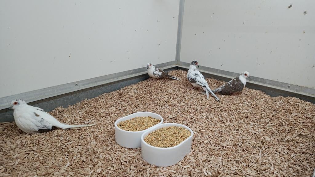 Bonte diamantduiven te koop, Dieren en Toebehoren, Vogels | Overige Vogels, Tropenvogel, Meerdere dieren