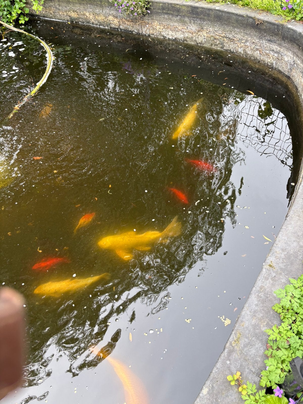Vissen, Dieren en Toebehoren