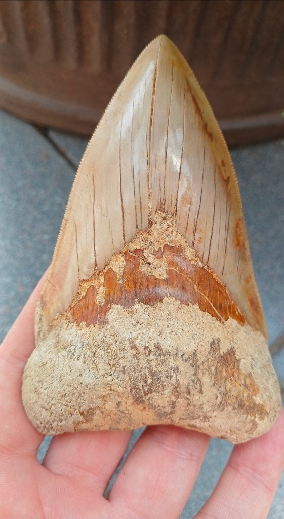 Grote Megalodon haaientand fossiel, Verzamelen, Mineralen en Fossielen, Ophalen of Verzenden, Fossiel