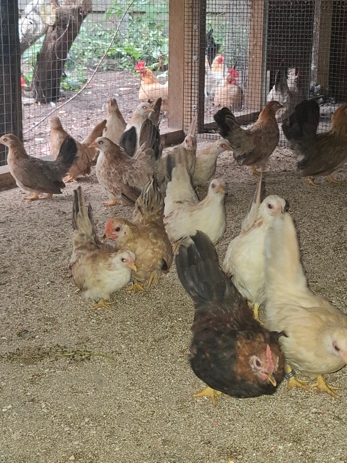 chabo kipjes, Animaux & Accessoires, Volatiles, Poule ou poulet