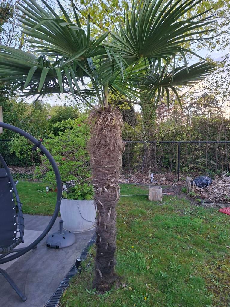 Palmbomen, Tuin en Terras, Ophalen, Volle zon, Palmboom, 250 tot 400 cm