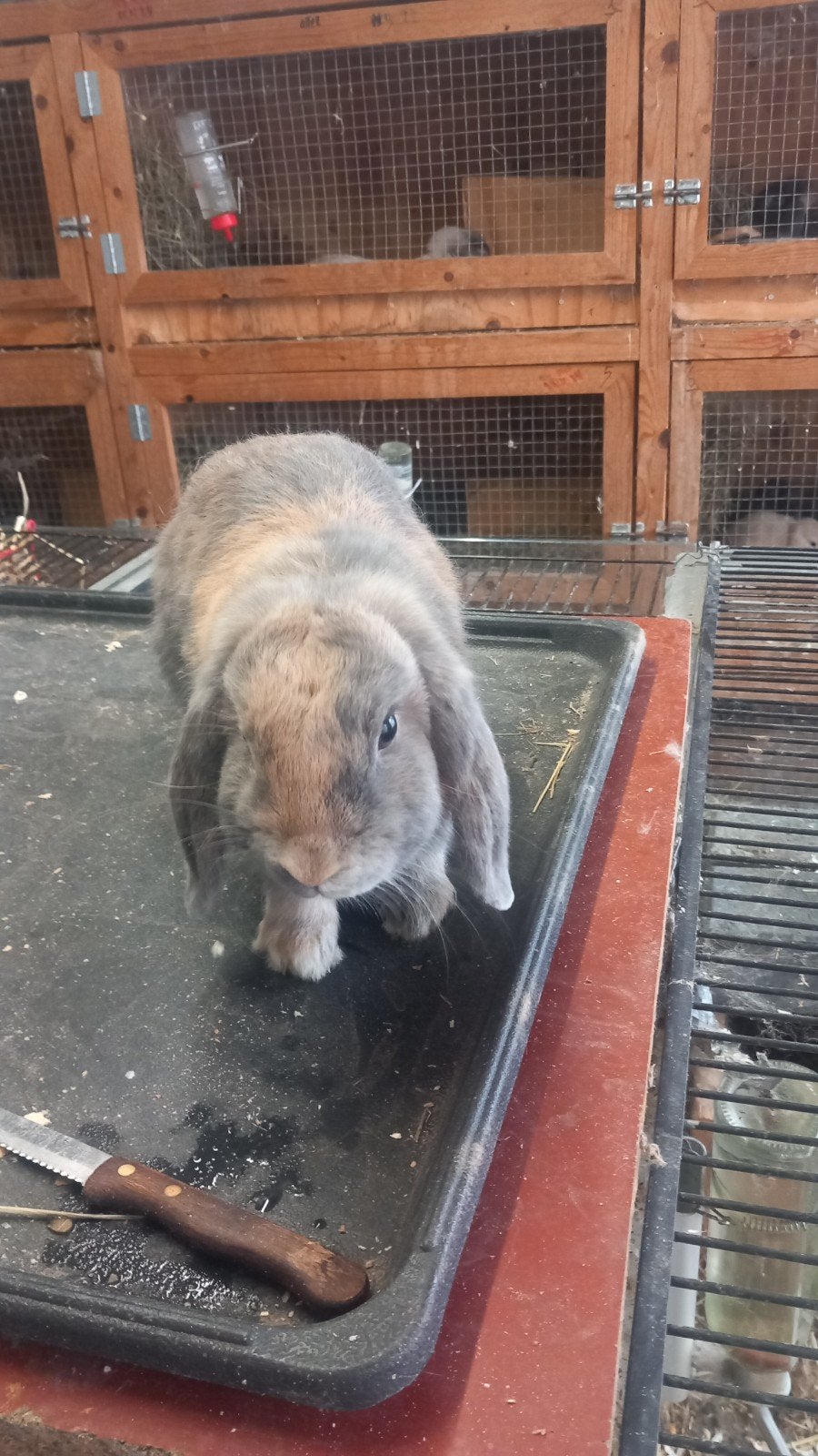 Nederlands hangoortje te koop voedster halfjaar, Animaux & Accessoires, Lapins
