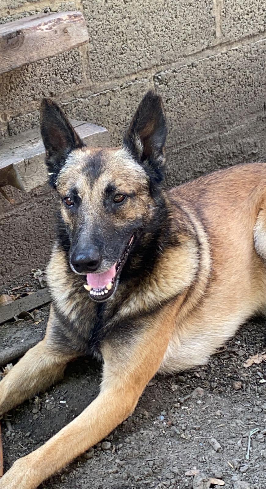 Berger malinois, Zakelijke goederen, Landbouw | Werktuigen, Ophalen