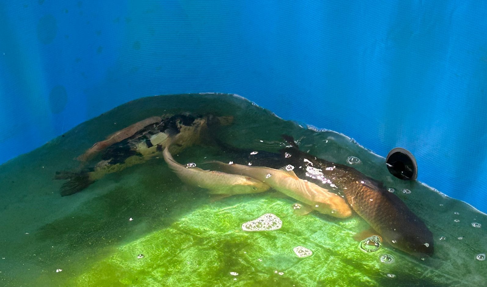 Koi, Dieren en Toebehoren, Vissen | Vijvervissen, Karper of Koi