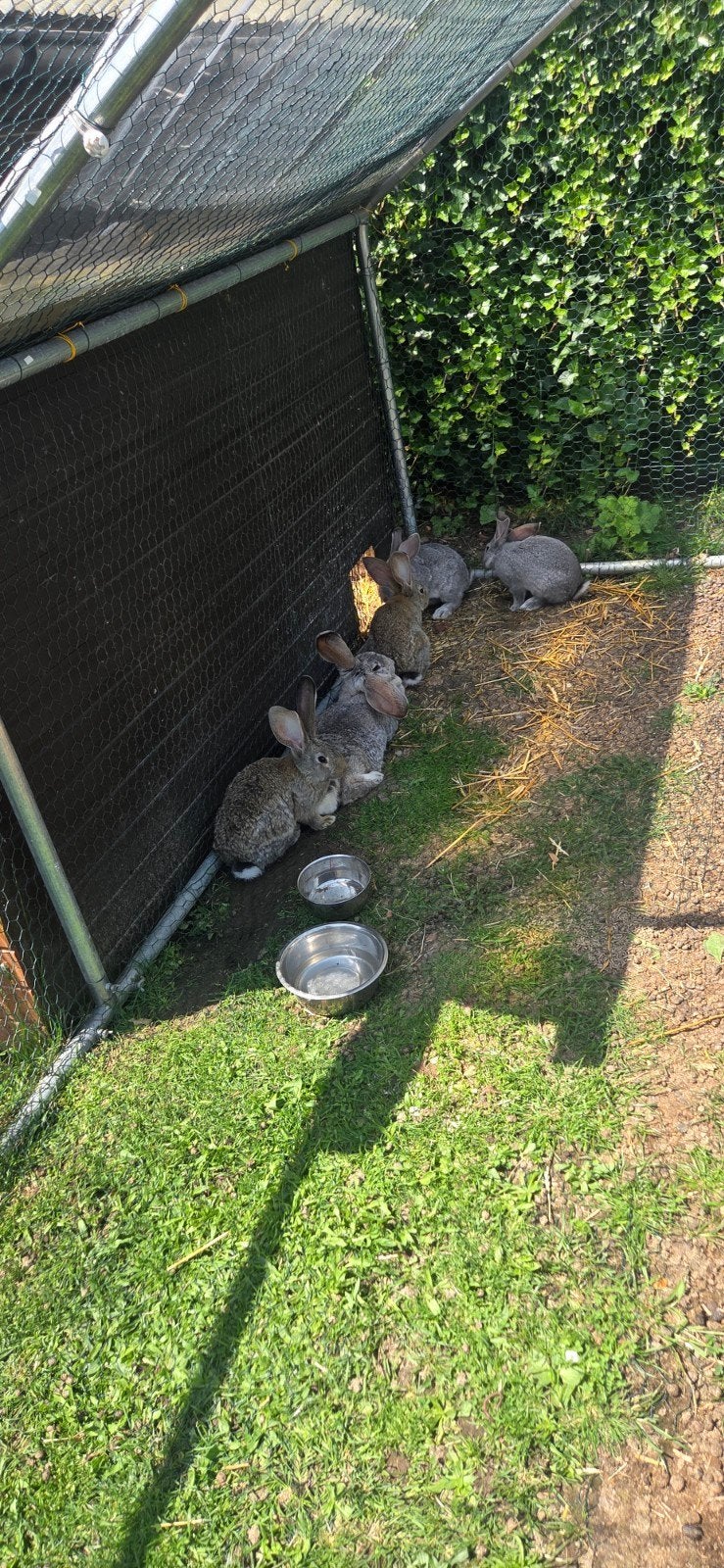Vlaamse reuzen, Dieren en Toebehoren, Pluimvee