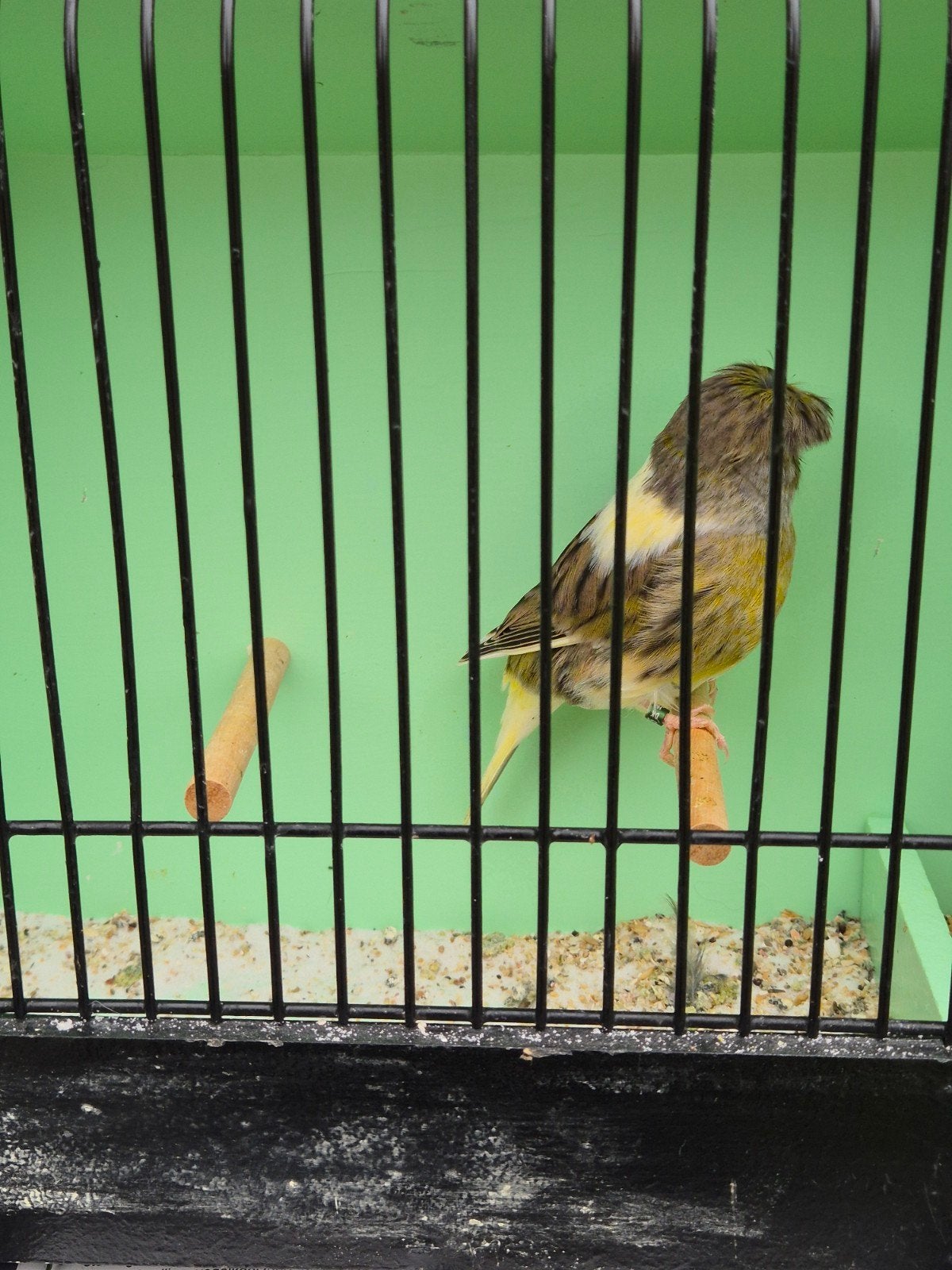 gloster kuif man, Mâle, Canari de posture