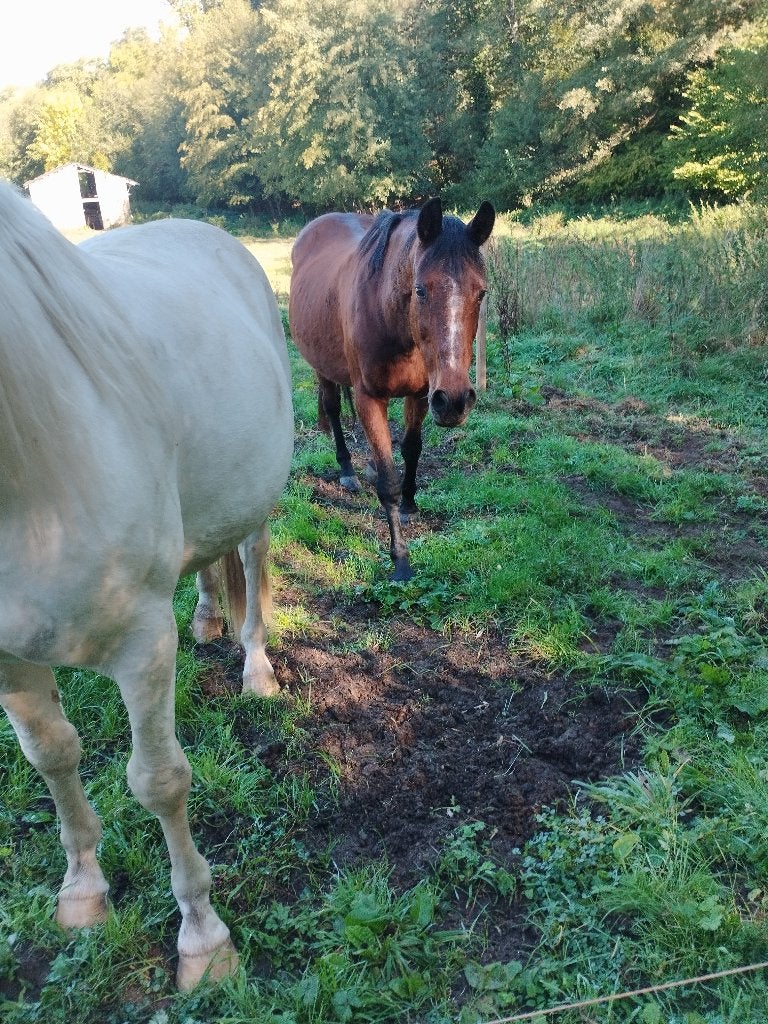 Jument a confier, 11 ans ou plus, Avec pedigree, 160 à 165 cm, Ne s'applique pas