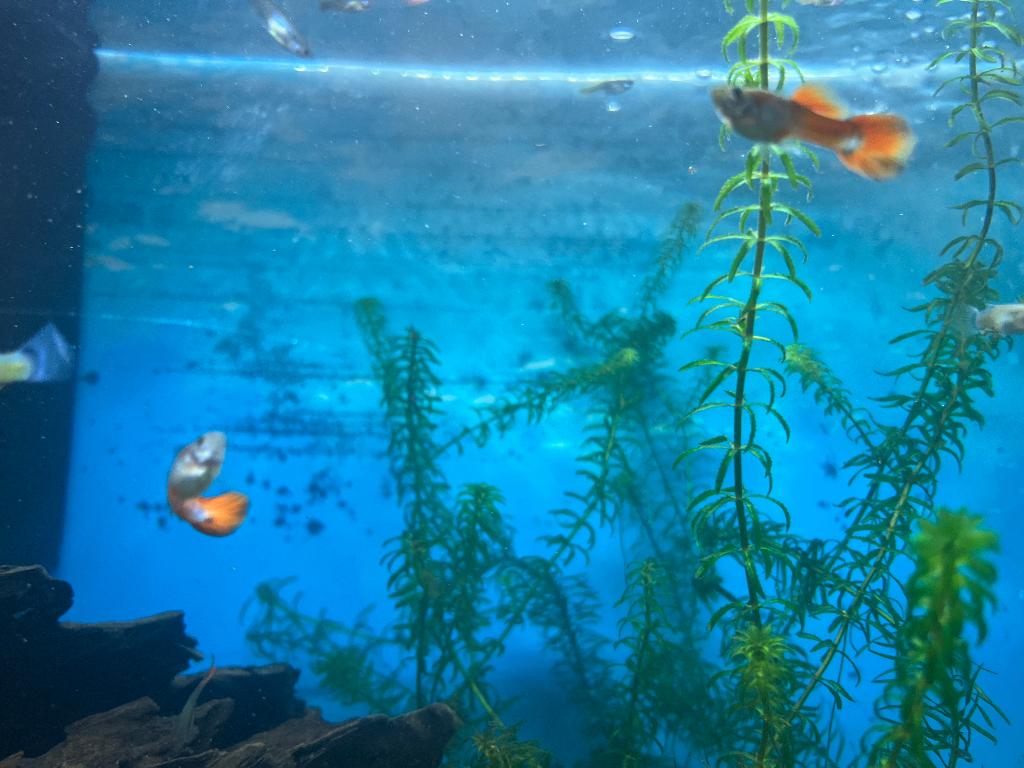 Guppies warmwater GRATIS, Poisson, Poisson d'eau douce, Banc de poissons