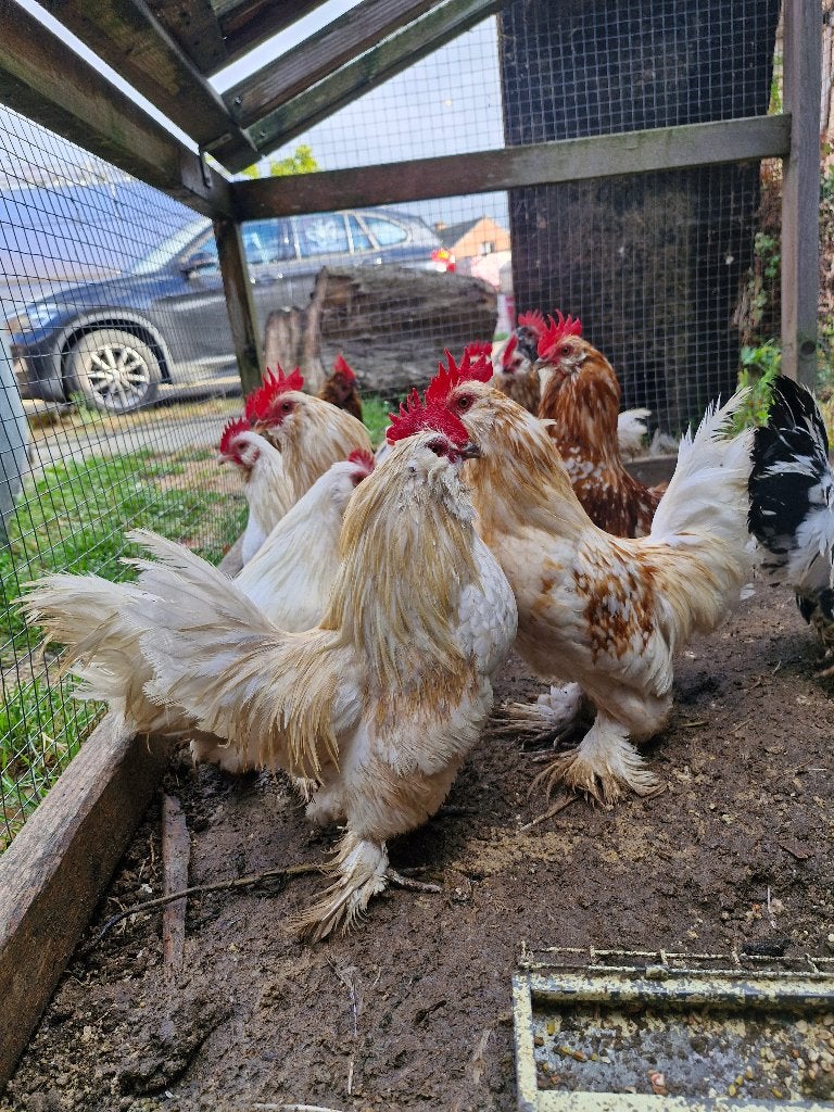 ukkelse baardkriel hen / haan, Plusieurs animaux, Poule ou poulet