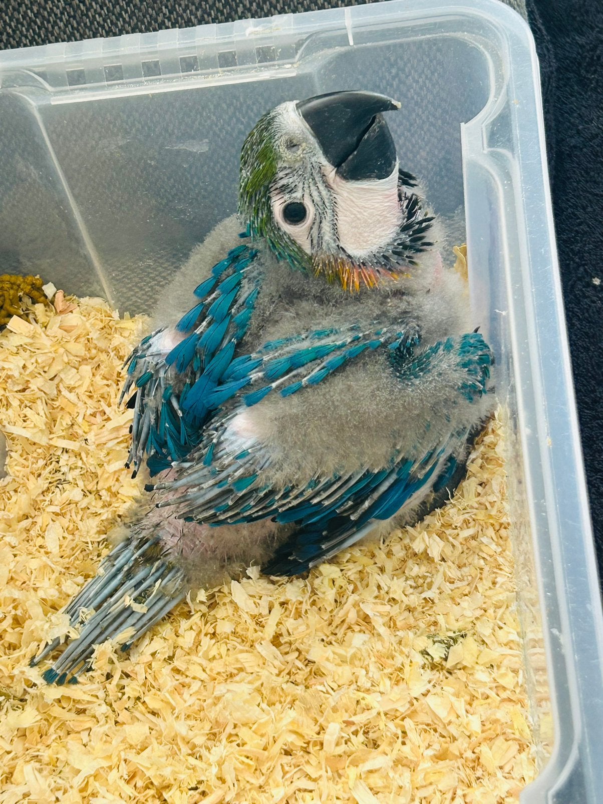 Handtamme jonge ara Ararauna  ( blauwgele ara ) 6 weken oud, Dieren en Toebehoren, Geslacht onbekend, Papegaai, Tam
