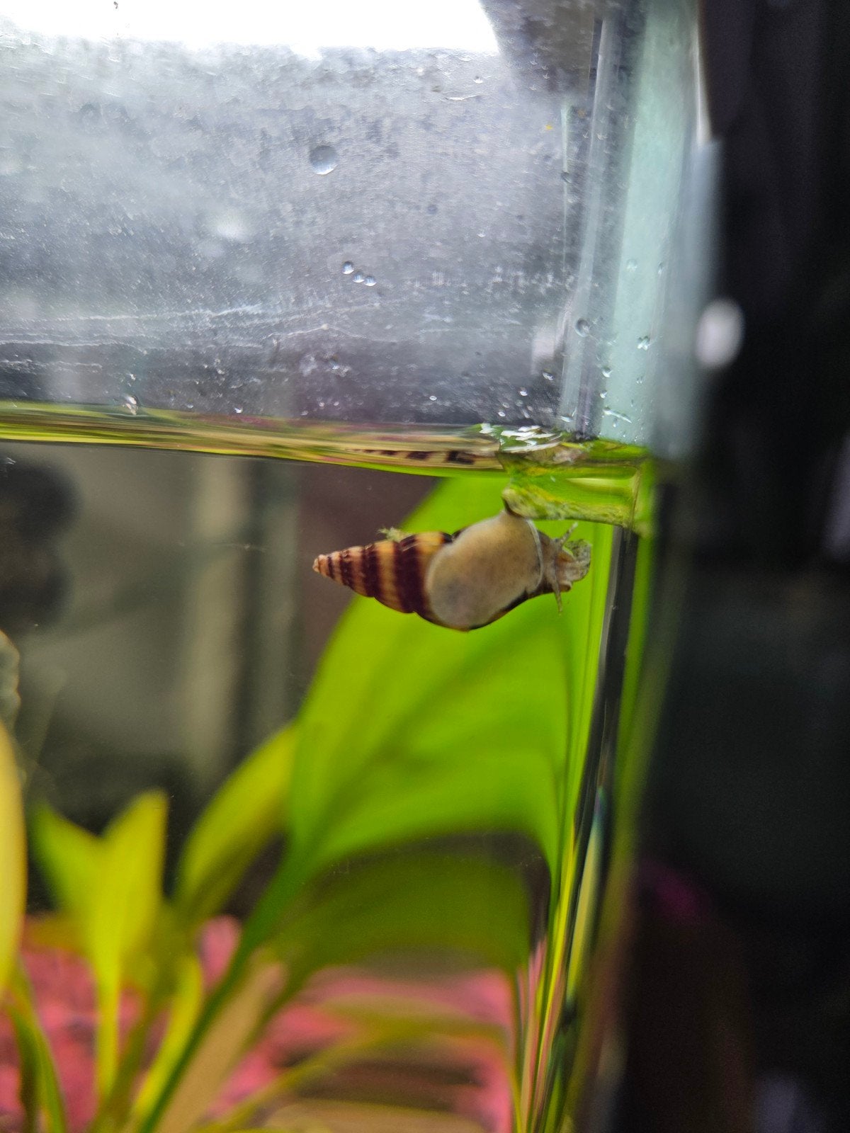 Helena slakken,  Slaketende slakken, Dieren en Toebehoren, Vissen | Aquariumvissen