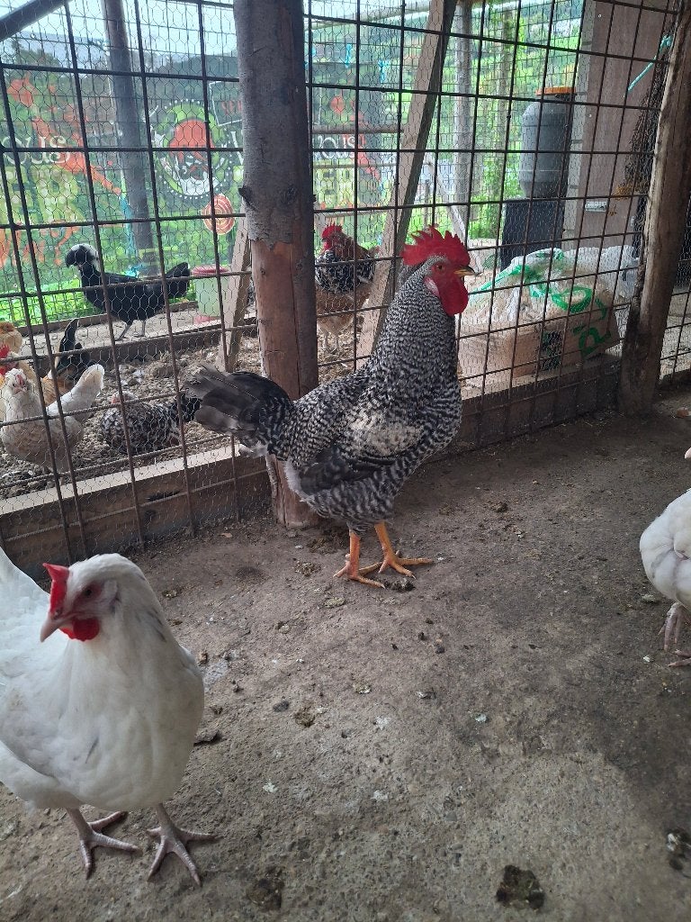 Magnifique gros coq, Mâle, Poule ou poulet