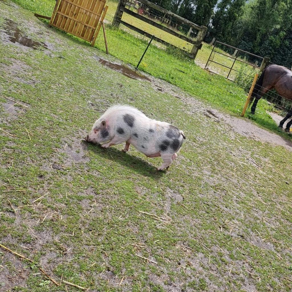 Gottinger beer zoekt nieuwe thuis, Dieren en Toebehoren, Schapen, Geiten en Varkens, Mannelijk, Varken, 0 tot 2 jaar