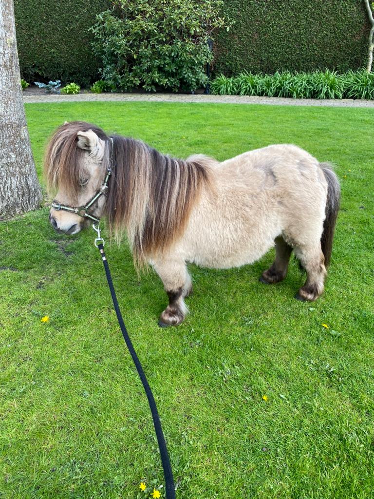 Mini mini buckskin merrietje, Vermifugé, Poney de récréation, Poney A (jusqu'à 1.17 m), Ne s'applique pas