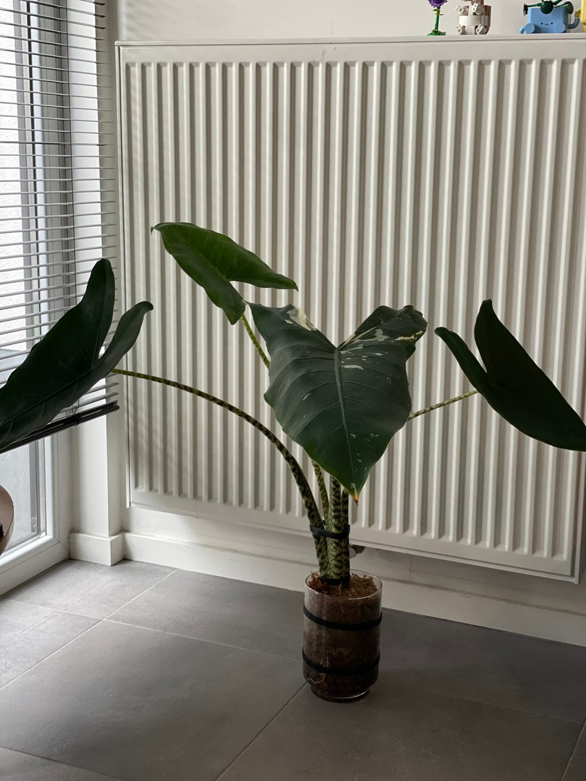 Alocasia Zebrina Sport Variegation, Enlèvement