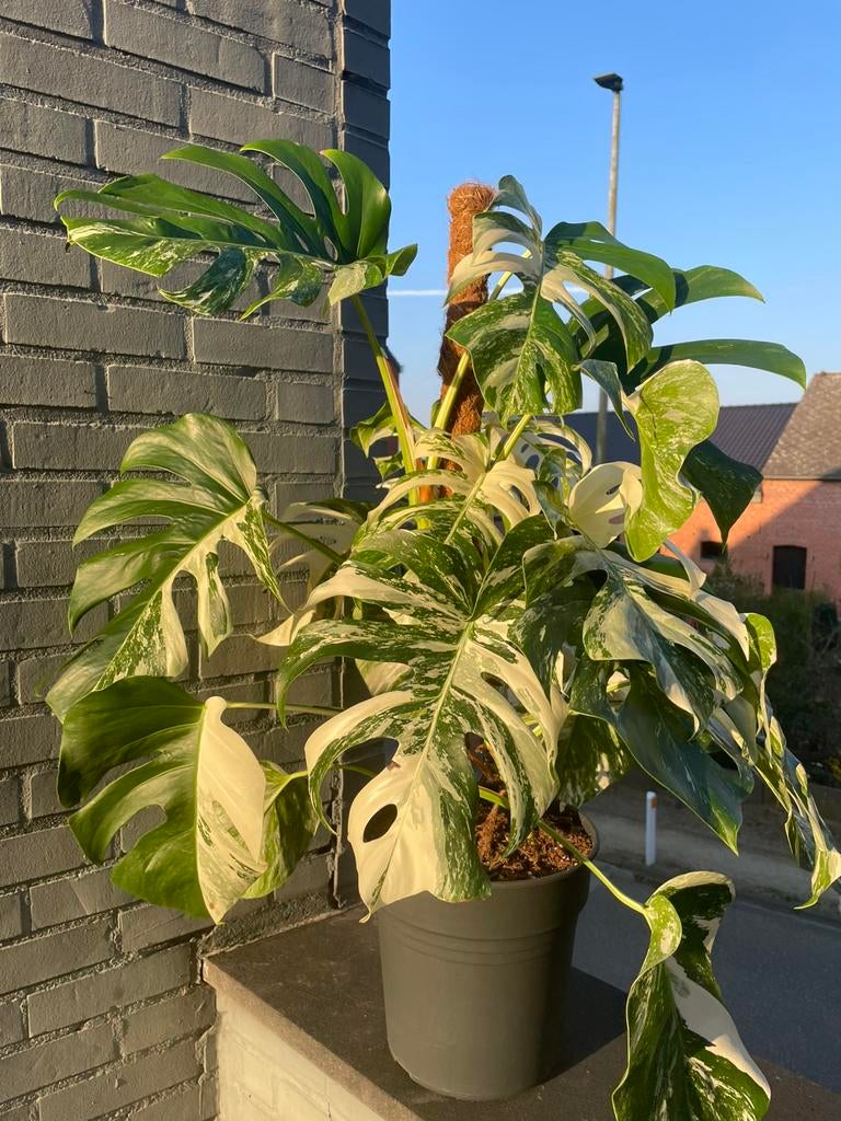 Grote monstera albo variegata, Ophalen, Overige soorten, Halfschaduw, Minder dan 100 cm