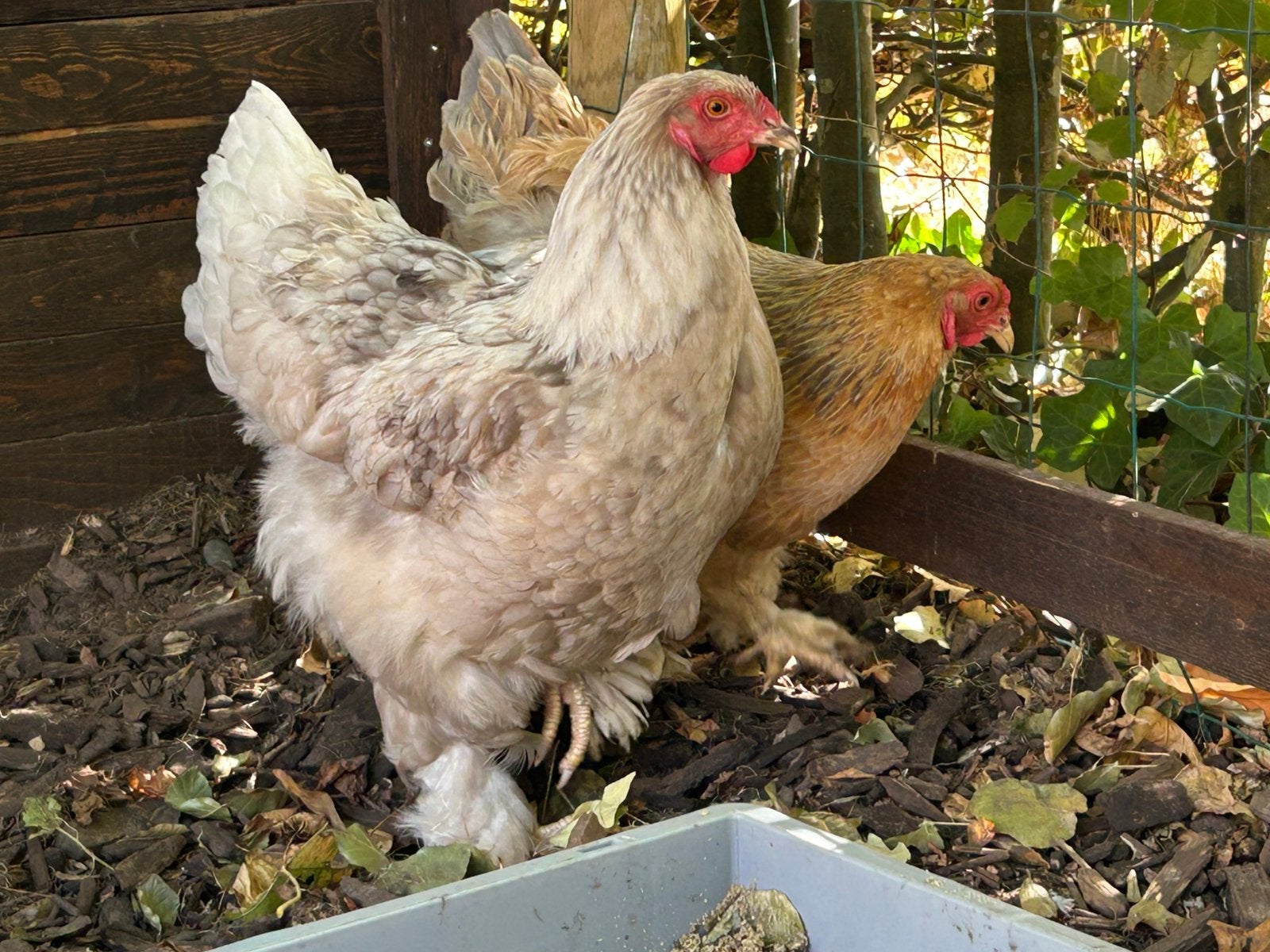 Brahma hennen verschillende kleuren, Dieren en Toebehoren, Pluimvee, Vrouwelijk, Kip