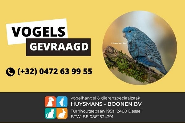 Catharina en elegant parkieten gevraagd