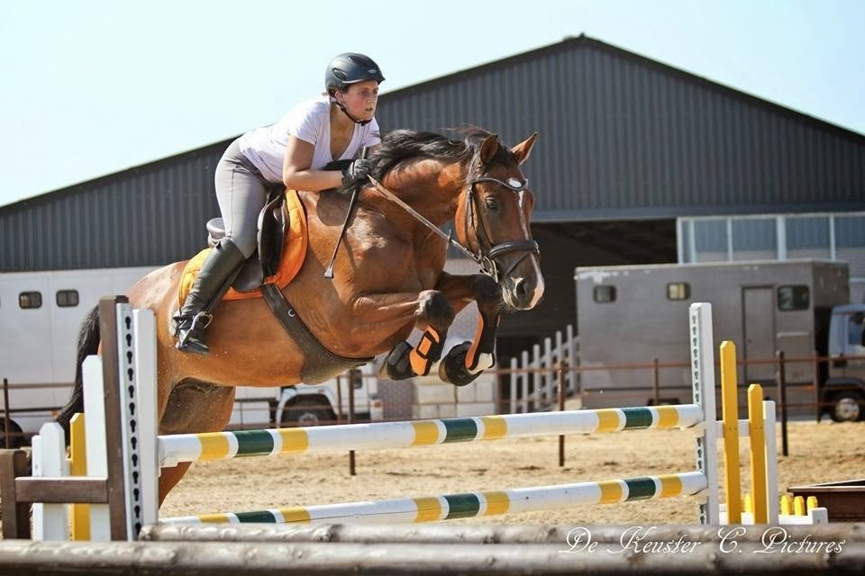 Jong springpaard merrie gezocht (2024-2025), Avec pedigree, 0 à 2 ans, Jument, Non dressé