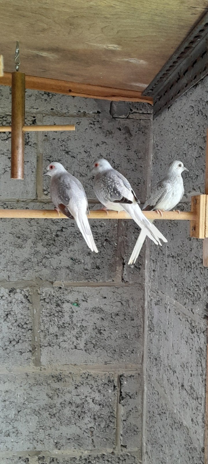 Madines Spitstail 15€ et pigeons diamantés 5€