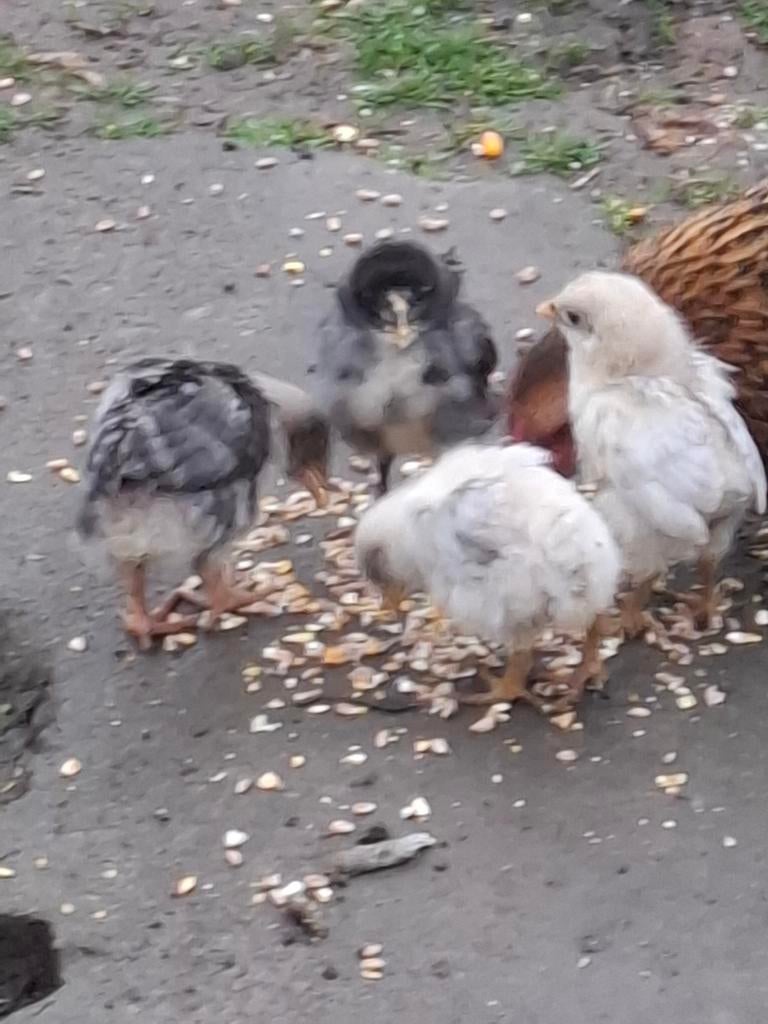 Poussins araucana et Wyandottes, Dieren en Toebehoren, Pluimvee
