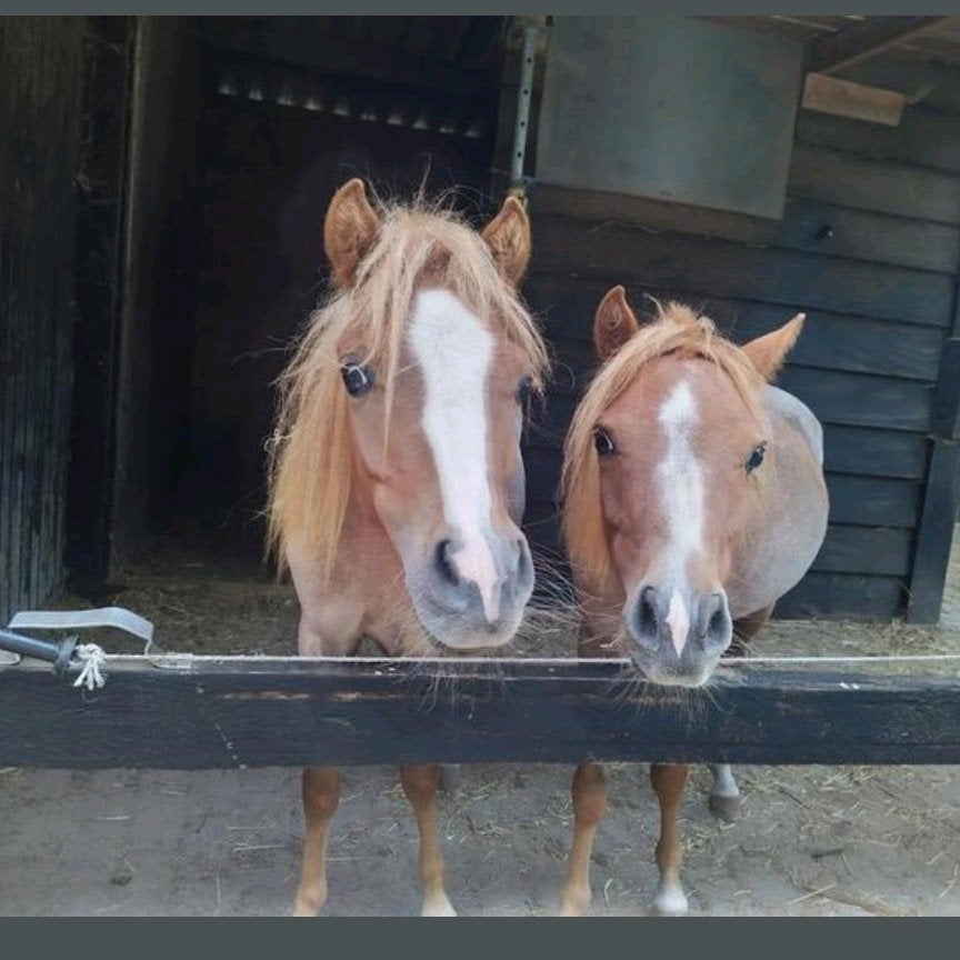 twee lieve 2 jarige ruinen, Dieren en Toebehoren, Ruin, A pony (tot 1.17m), Gechipt, 0 tot 2 jaar